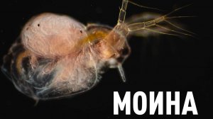 Моина под микроскопом