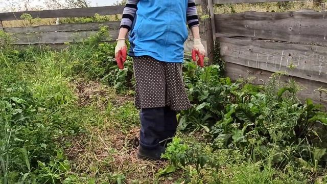 Собрали урожай помидоров с сыном – 6 корзин с одной грядки. Деревенский огород кормит. Осень 2021