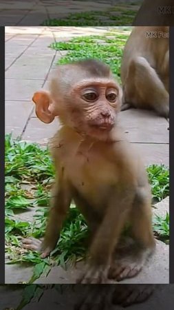 Baby monkey: не хватило смелости допить до конца  1000036532.mp4