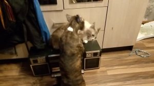 амстаф 2,5 сиамский кот 20241218