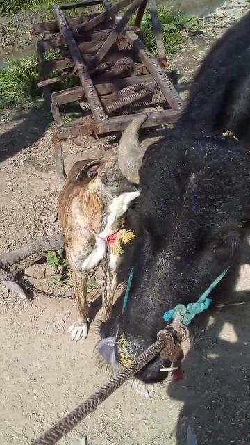 Tiger hunting buffalo #foryou #viralvideos #youtube #shorts #short смотреть онлайн