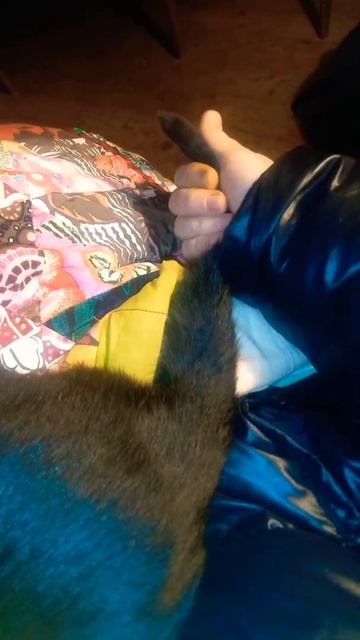 Кот спит,а его хвост играет/cat sleeps and his tail plays смотреть онлайн