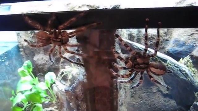 P. Fasciata mating outside the tank смотреть онлайн