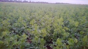 Кориандр (кинза) no-till сз-3.6