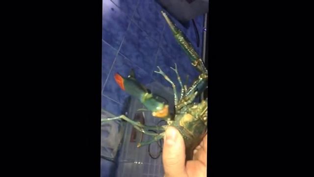 АкваПром: Узв Австралийский рак 150грам смотреть онлайн