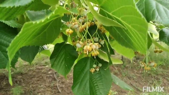 Далні Макорти.Збір липового цвіту. смотреть онлайн