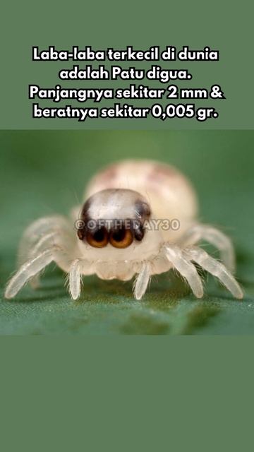 Sulit Dilihat! Laba-laba sebesar Biji Sawi-Fakta Unik di Dunia#shorts #oftheday #part118 #faktaunik