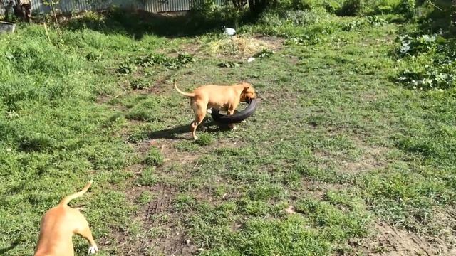 Весенне-полевые заботы смотреть онлайн