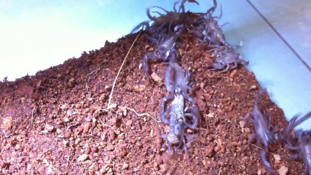 Heterometrus Spinifer 2i Scorplings - Update 1 - "Tug-Of-War" смотреть онлайн