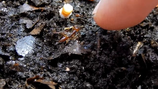 Odontomachus rixosus, Camponotus singularis a C. sexguttatus | Můj nejoblíbenější druh! смотреть онлайн