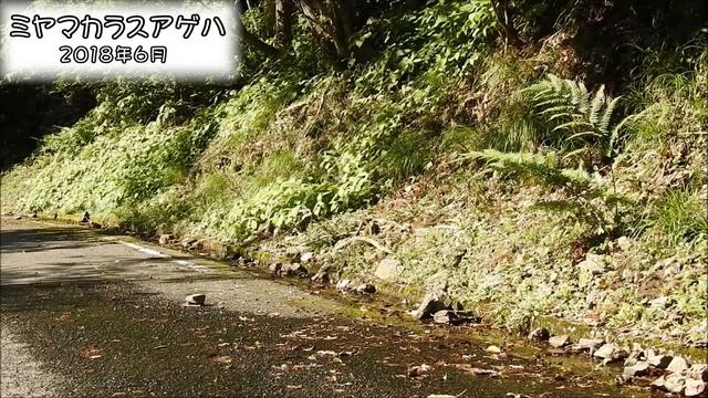 ミヤマカラスアゲハ (Papilio maackii) смотреть онлайн