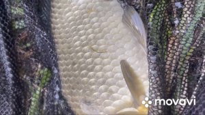 Атакует Карась!!! На Пшеницу!!!