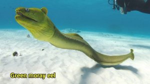 Sea Animals | Learn sea animals names in English | Kids vocabulary | English Educational Video