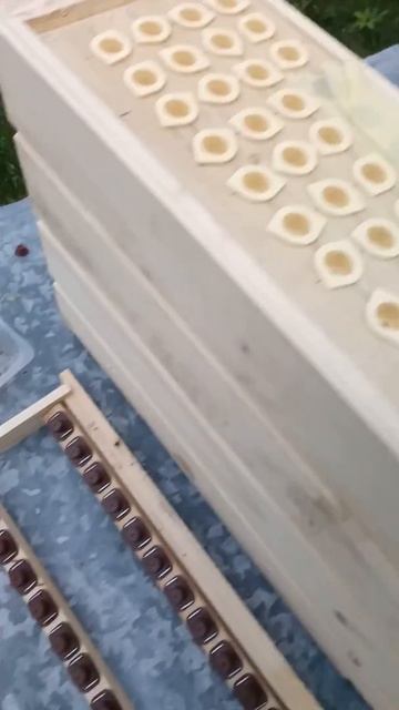 Виведення маток за домогою стартера. смотреть онлайн