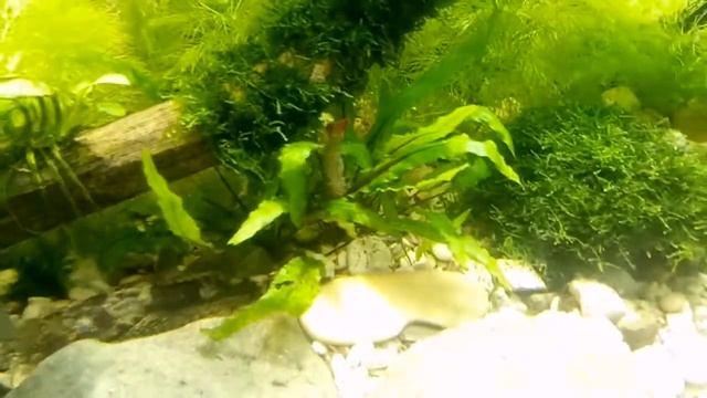 Мой макробрахиум розенберга смотреть онлайн