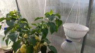 4 августа. Ужас! Нападение картофельной коровки. Всë ещё засуха.