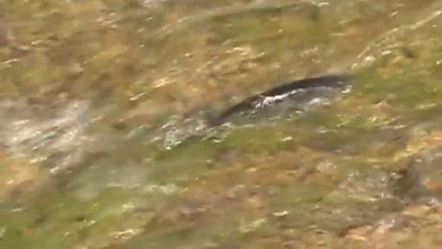 ՎԱՆԱ ԼՃԻ ՁՈՒԿԸ, ՎԱՆԱ ՏԱՌԵԽ. Lake Van fish смотреть онлайн