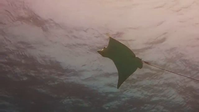 Eagle Rays.  Gunter's Ecomarine Dive Shop Utila, Honduras.