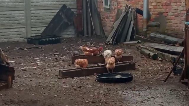В дощ на пасовисько. Курям дощ не "страшний". Хвилинка відпочинку.🐂🐄🐓🐔☕ смотреть онлайн