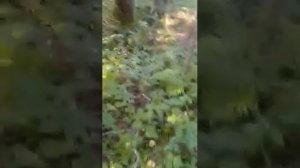 Мистика низкого сорта или следы древней более развитой цивилизации?