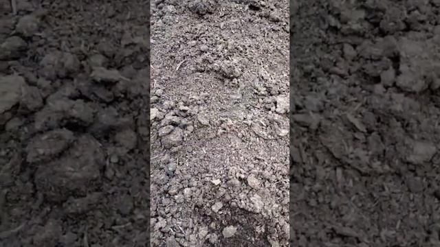 Конский перегной