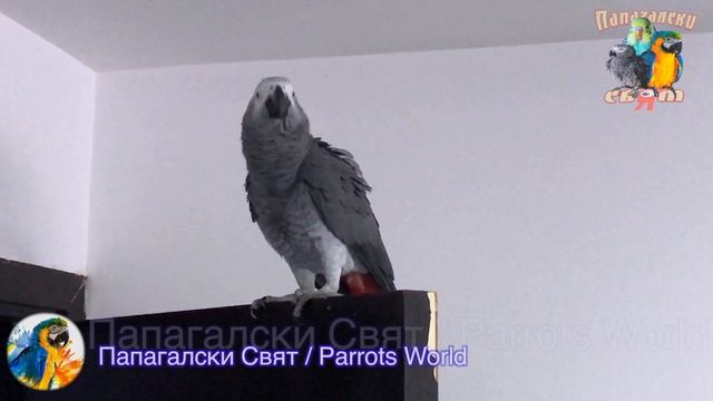 !!!Забавен ПАПАГАЛ ЖАКО Танцува докато стопаните му свирят, Жакото РИО!!! смотреть онлайн