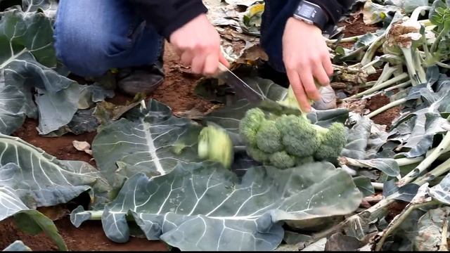 Brokuł Monrello F1 смотреть онлайн