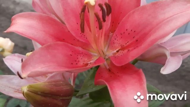 Неизвестная лилия . смотреть онлайн