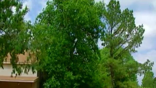 Flowering Trees смотреть онлайн