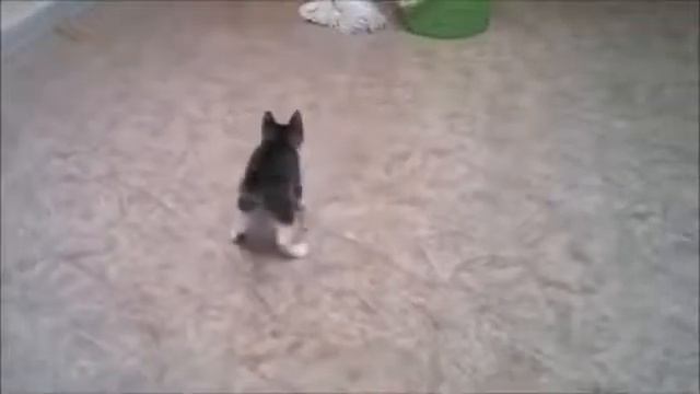 Котенок танцует лезгинку смотреть онлайн