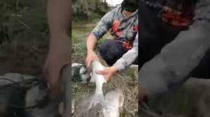 Cast Net fishing video . cast net fishing in river . Amazing Cast Net Fishing