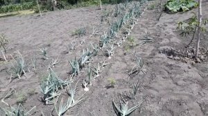 Озимый лук.  Сравнение с весенним...