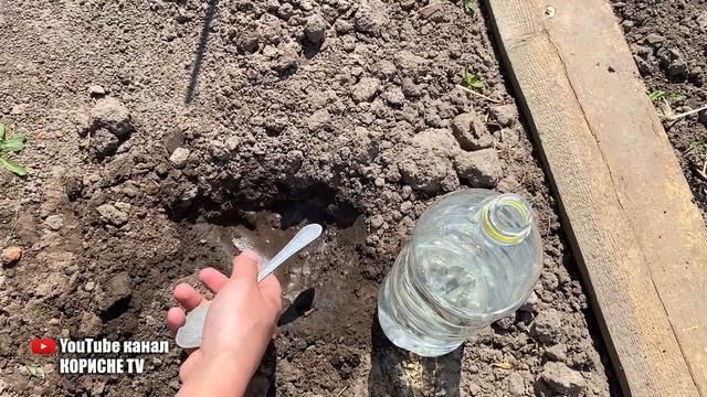 Полийте цим огірки після посадки, отримаєте швидкі сходи і великий урожай