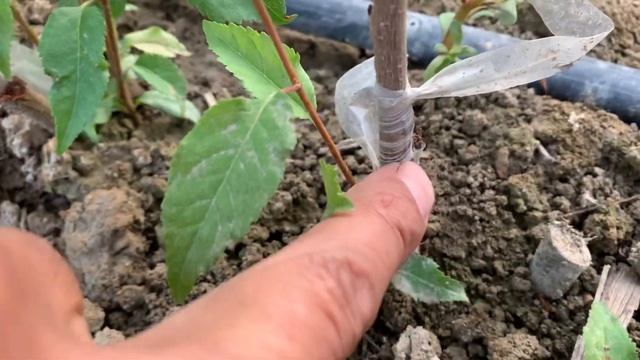 Подвой (  гилас тамыры )всл-2 смотреть онлайн