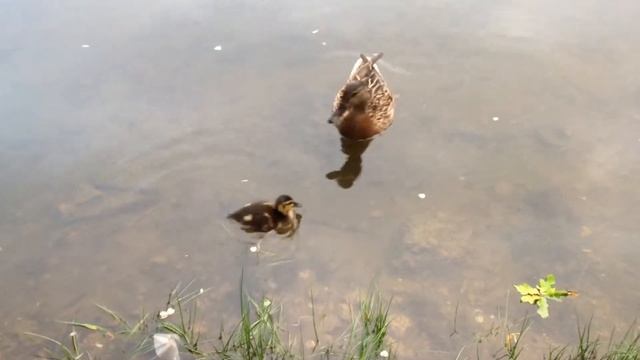 Утка и утёнок смотреть онлайн