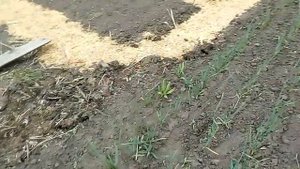 Теперь лук и чеснок буду садить только так. Способ посадки лука и чеснока.