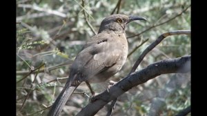 кривоклювый пересмешник