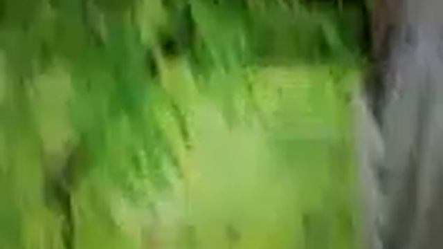 Растительный и животный мир смотреть онлайн