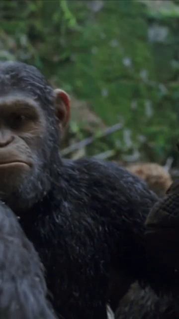 Обезьяны вместе - Сила! 🤜🏻🤛🏻("Планета обезьян: Война/War for the Planet of the Apes", 2017) смотреть онлайн