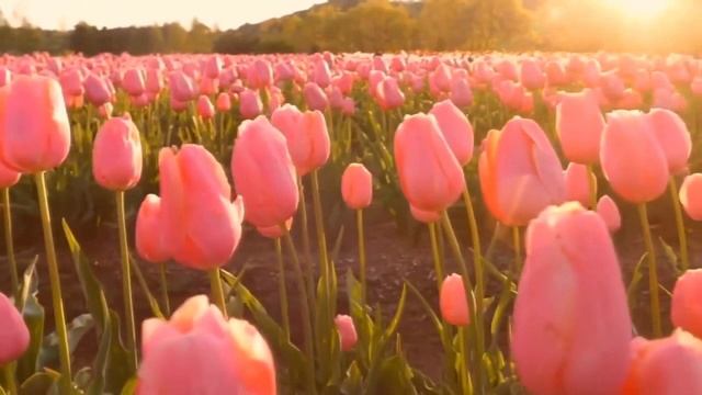 Мое поздравление 8 марта всем желаем мира смотреть онлайн