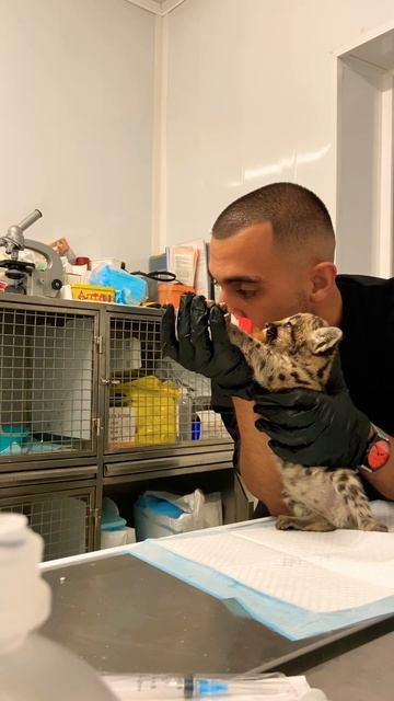 ПУМА БЫЛА ПРИСМЕРТИ. 24/7 велась работа. #animalshorts #saveanimals #puma #shelter #wildlife смотреть онлайн