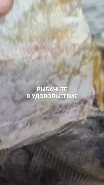 Вяленый ёрш едет в Долгопрудный, Московская область.