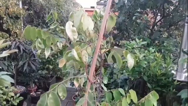 Starfruit ( Averrhoa Carambola ) October update смотреть онлайн