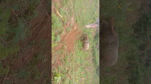 Con trâu chọi hơn 200 triệu  cũng không bán смотреть онлайн