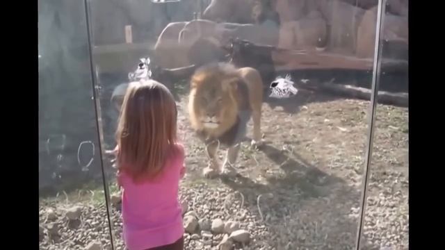 Девочка очень испугалась льва! смотреть онлайн