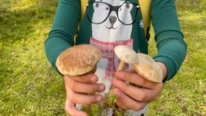 Невероятный сбор грибов в сказочном лесу! Селигер 2024