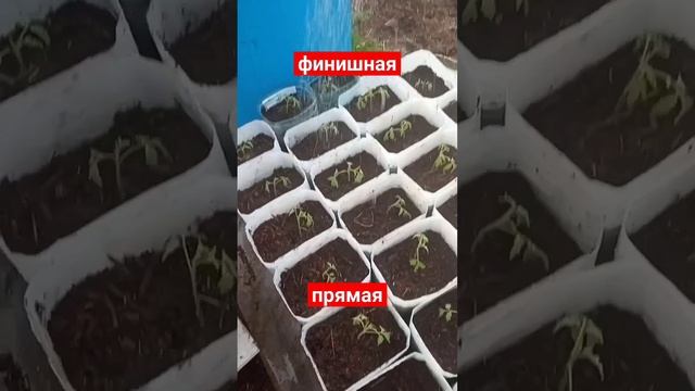 рассада помидоры и перцы в теплице. обильный полив. сад и огород. смотреть онлайн