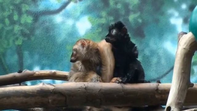Philadelphia Zoo Blue-eyed Lemurs Romantic Moment смотреть онлайн