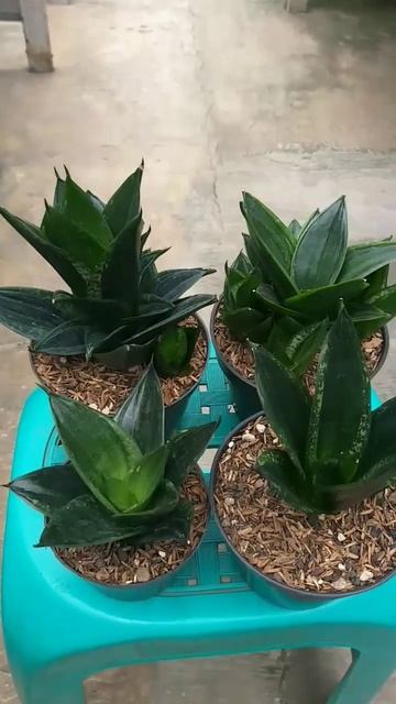 Sansevieria Trifasciata "Loops Pride" смотреть онлайн