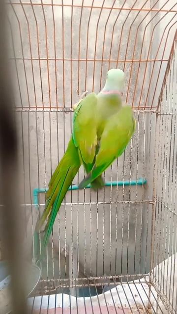 cute смотреть онлайн